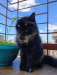 Traditional Persian Cat